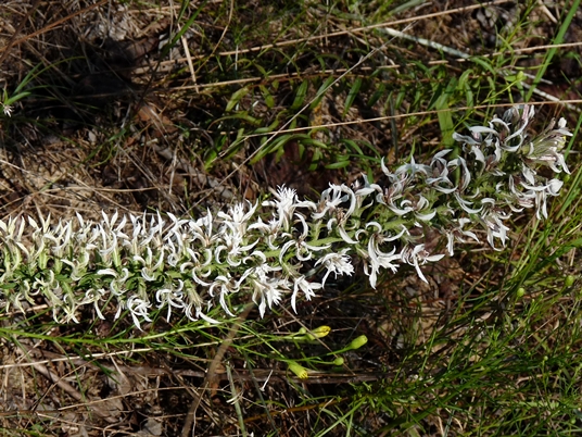 {Liatris elegans var. elegans}